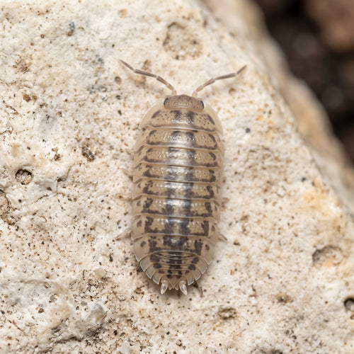 Armadillidium nasatum