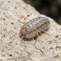 Armadillidium nasatum