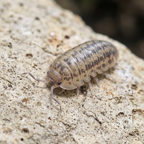 Armadillidium nasatum