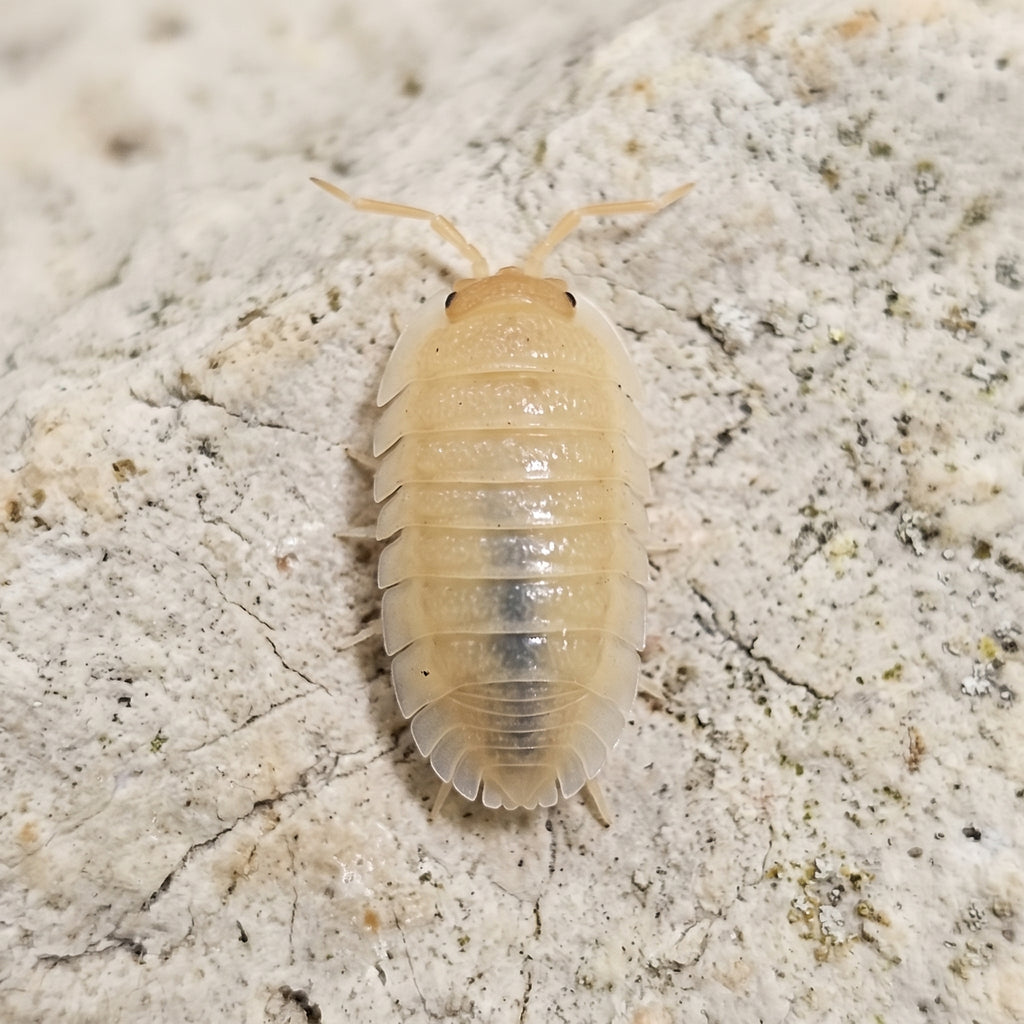 Armadillidium pallasii « Orange »