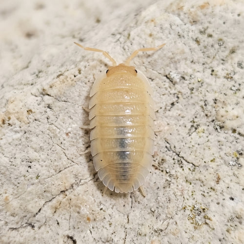 Armadillidium pallasii « Orange »