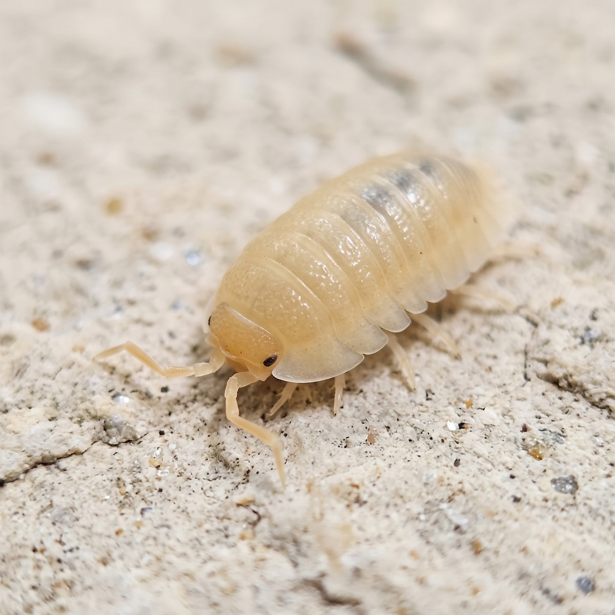 Armadillidium pallasii « Orange »