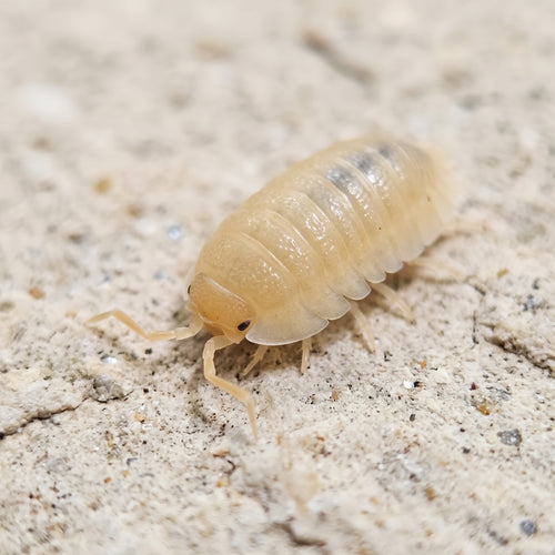 Armadillidium pallasii « Orange »