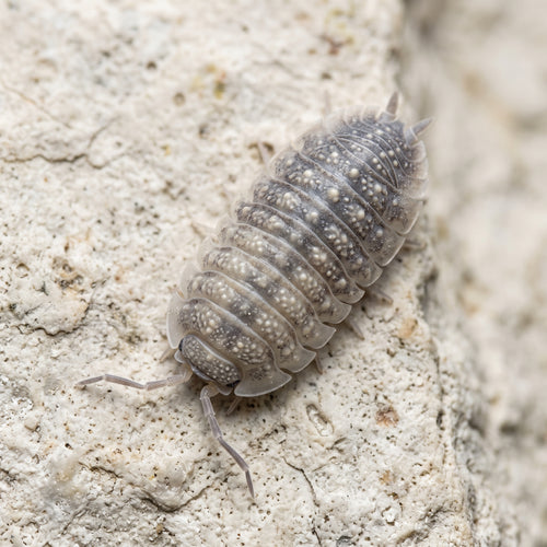 Armadillidium peraccae