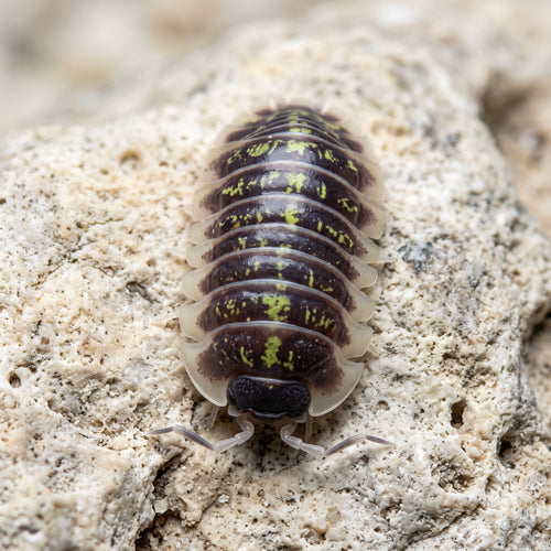 Armadillidium ruffoi