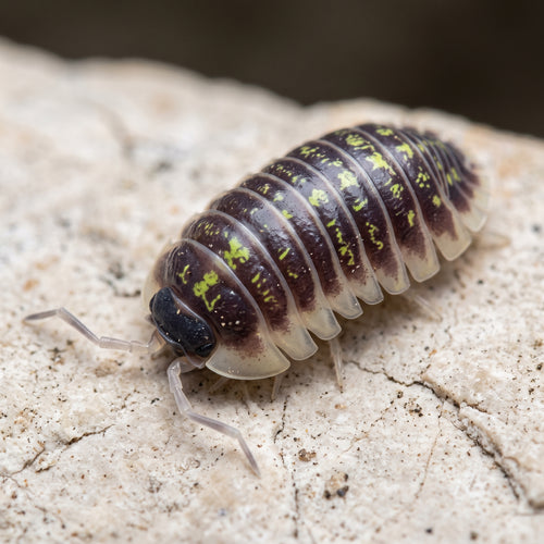 Armadillidium ruffoi