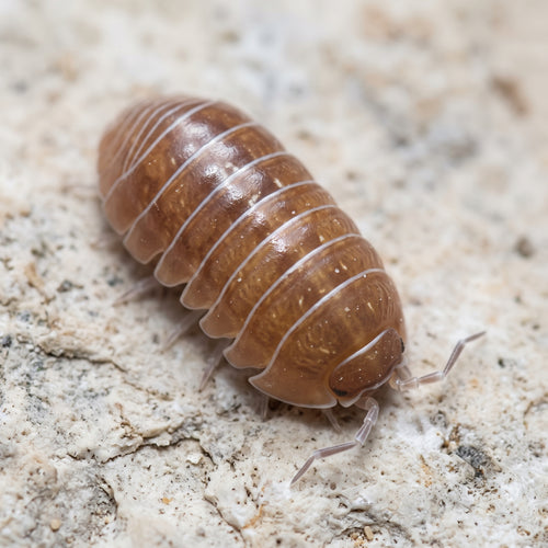 Armadillidium santa « Lucia »