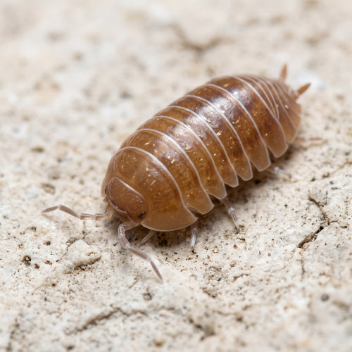Armadillidium santa « Lucia »