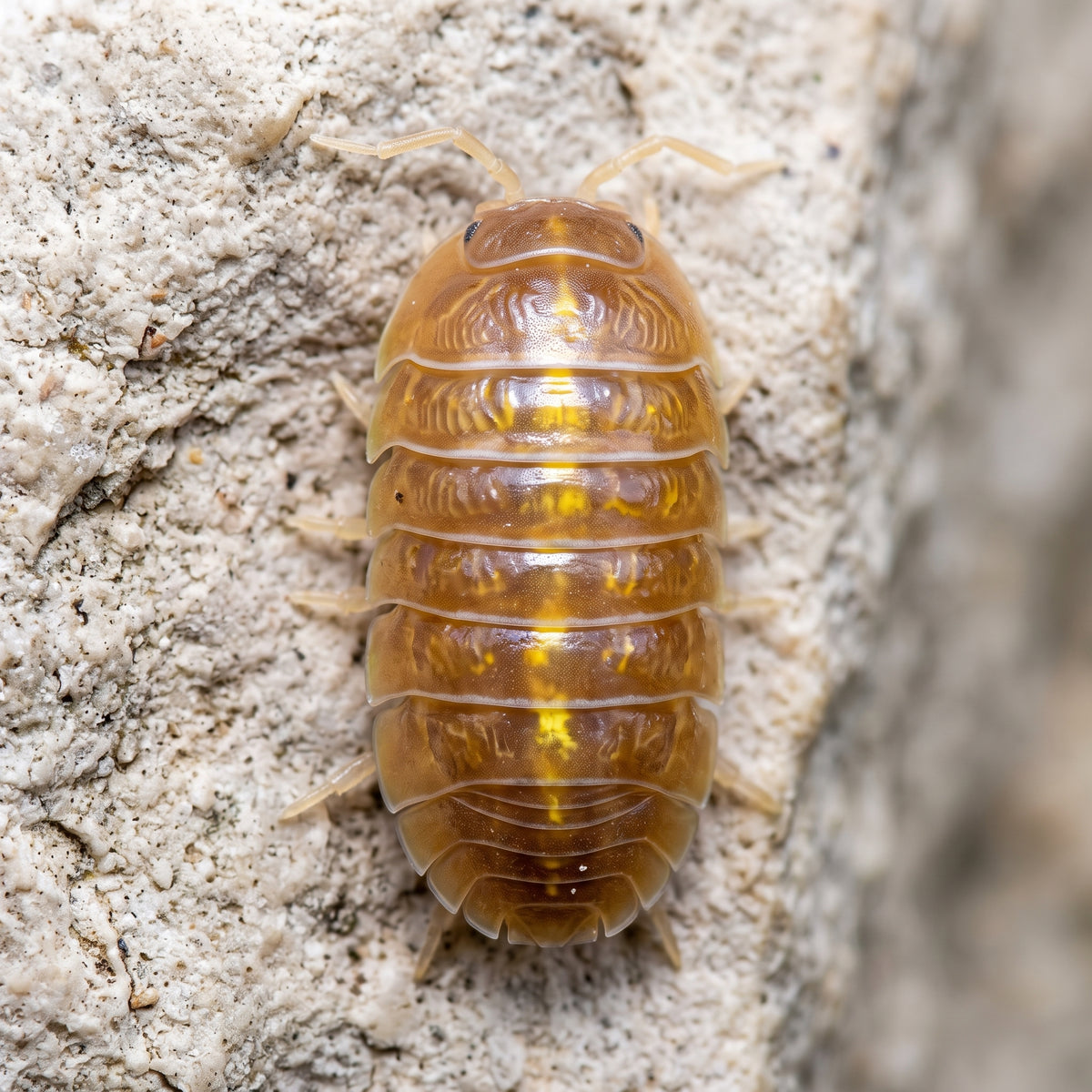 Armadillidium sp. « Albino »