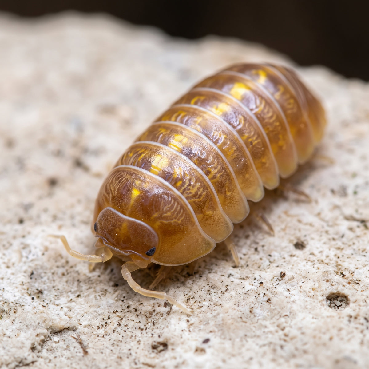 Armadillidium sp. « Albino »
