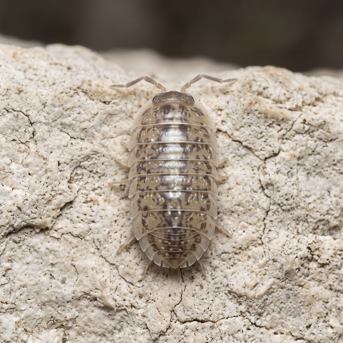 Armadillidium stagnoense