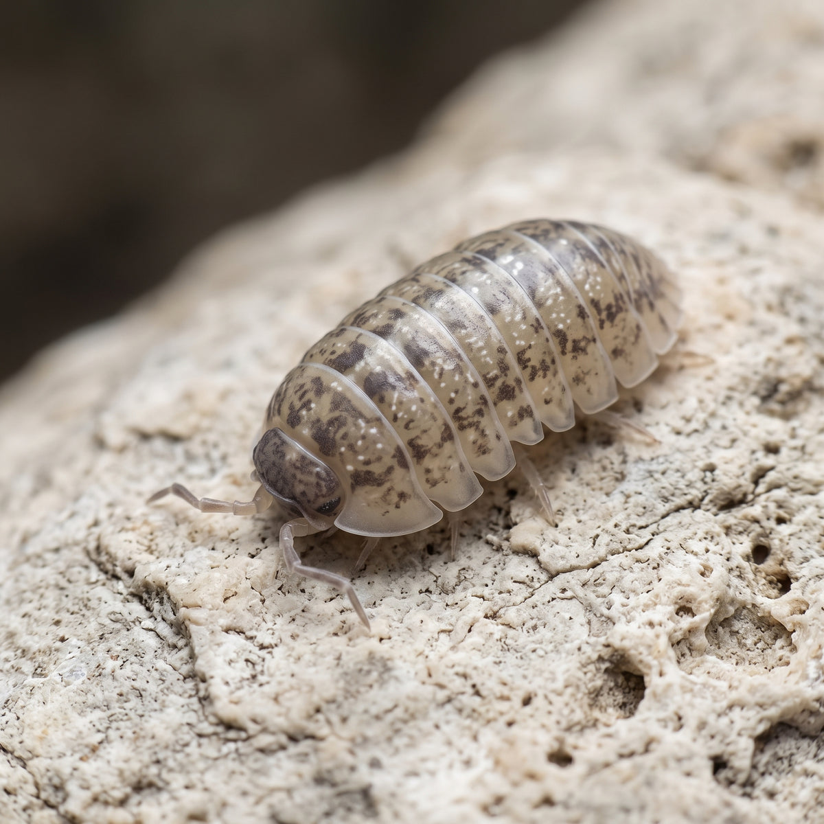 Armadillidium stagnoense
