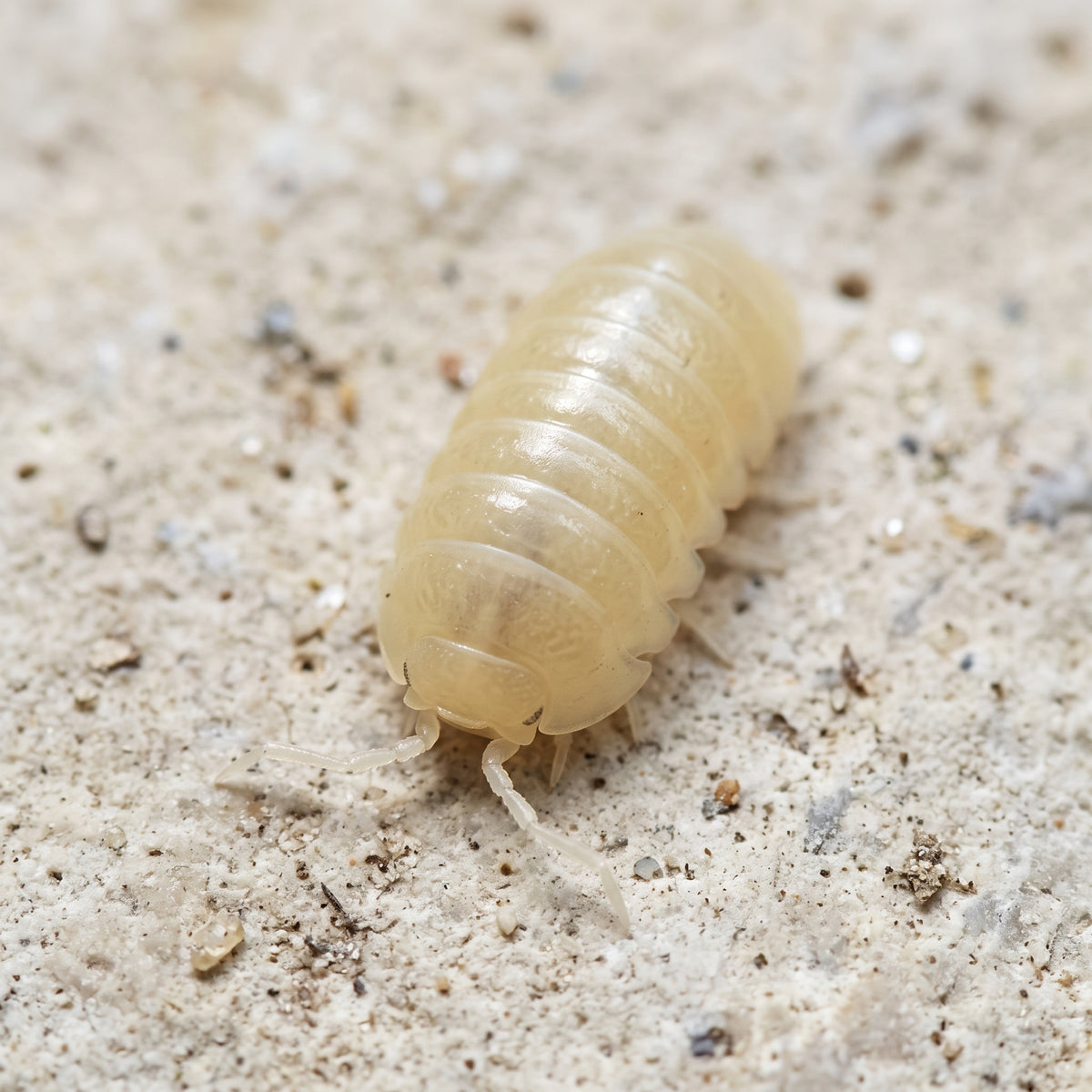 Armadillidium vulgare « Albinos »