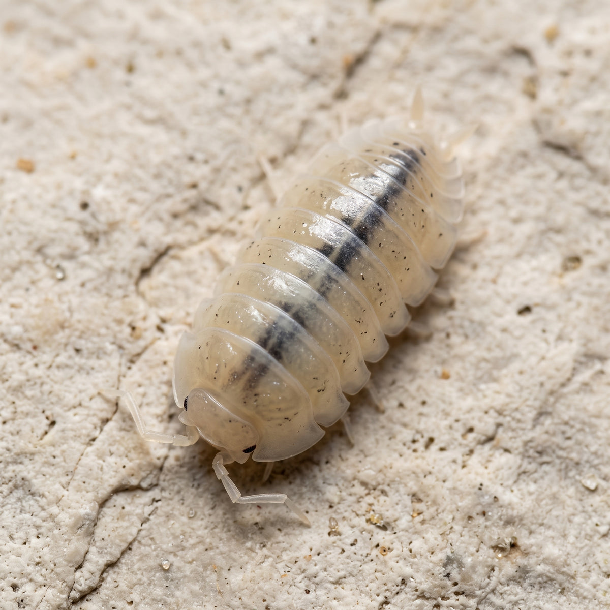 Armadillidium vulgare « Magic Potion »