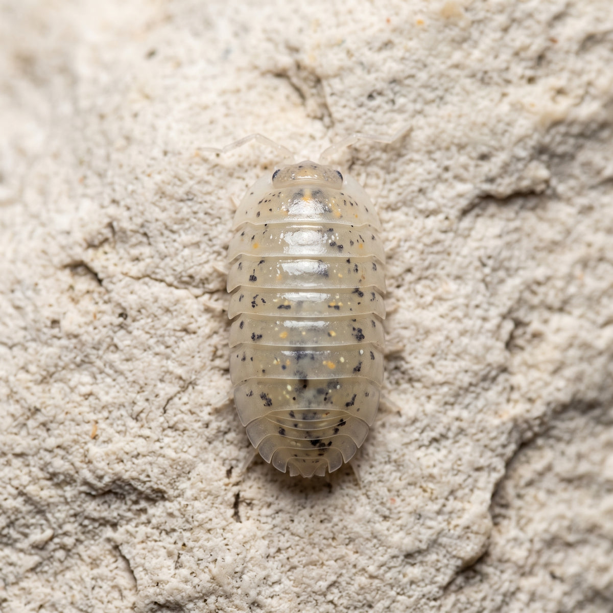 Armadillidium vulgare « Magic Potion »