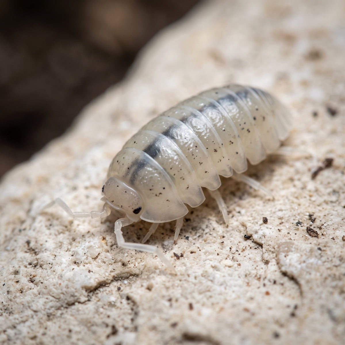 Armadillidium vulgare « Magic Potion »
