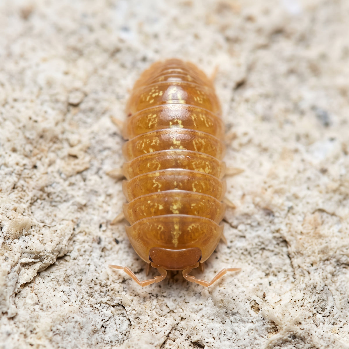 Armadillidium vulgare « Red »