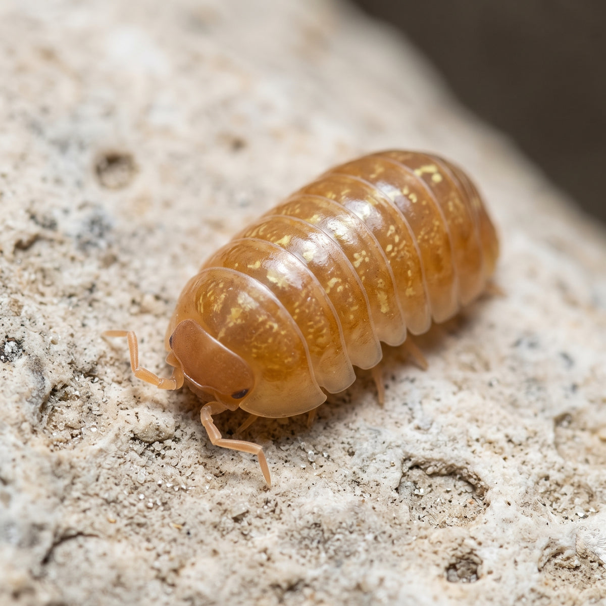 Armadillidium vulgare « Red »