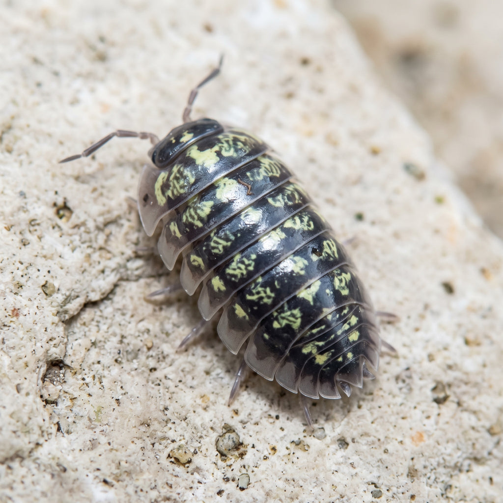 Armadillidium vulgare « Yellow Russia »