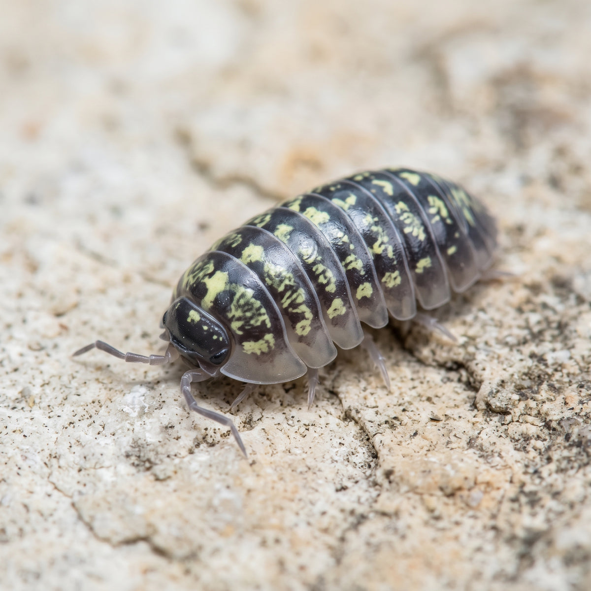 Armadillidium vulgare « Yellow Russia »