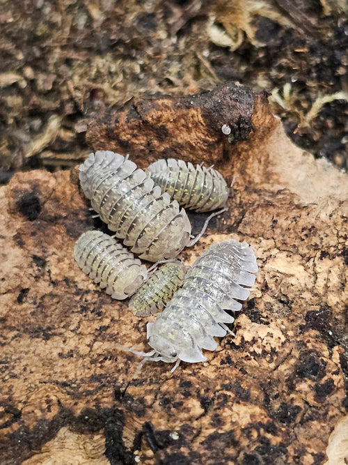 Armadillidium ameglioi