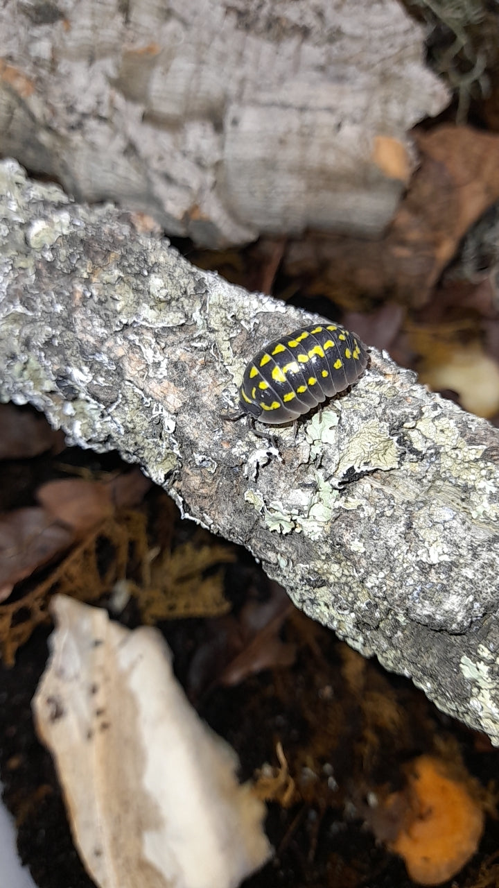 Armadillidium gestroi