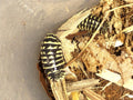 Armadillidium maculatum « Yellow »