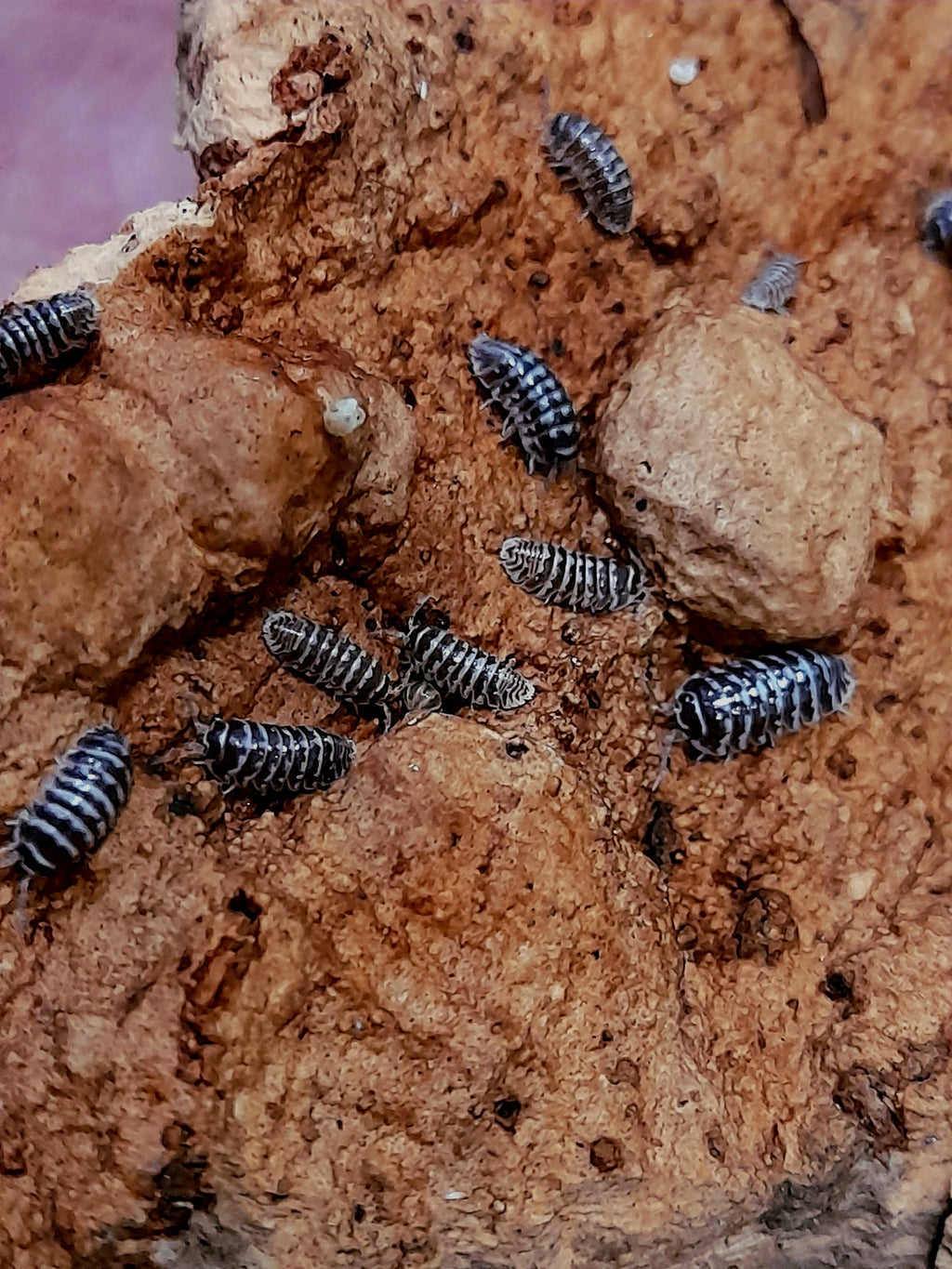 Armadillidium maculatum « Zebra »