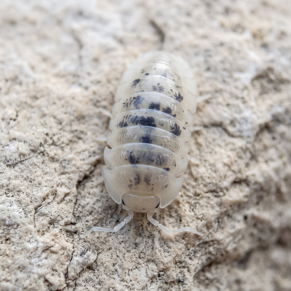 Armadillo officinalis « Dalmatian »