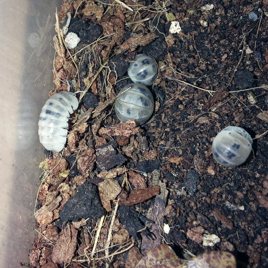 Armadillo officinalis « Dalmatian »