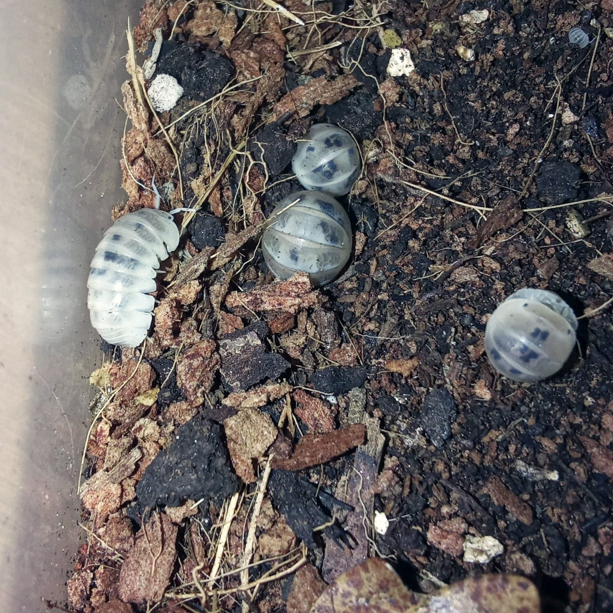 Armadillo officinalis « Dalmatian »
