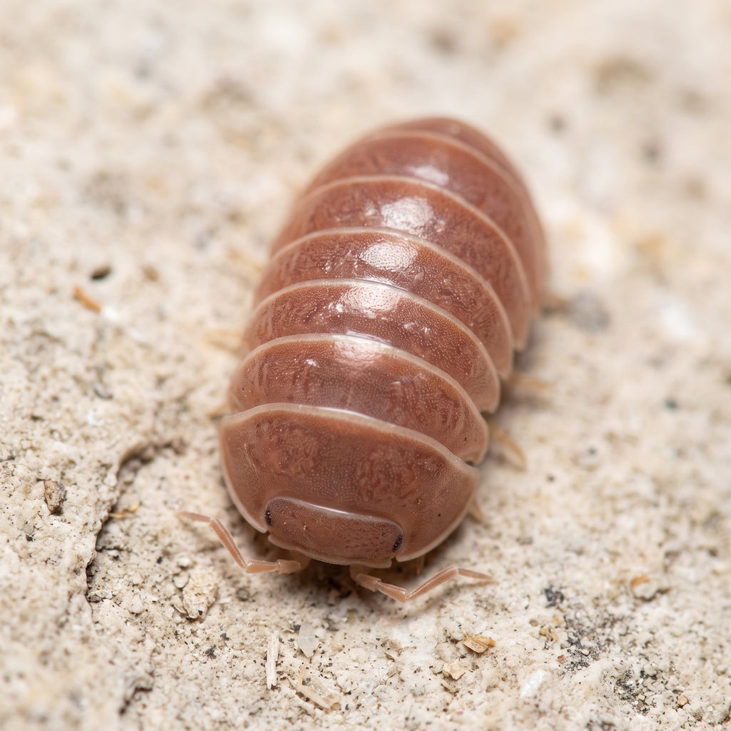 Armadillo officinalis « Red »
