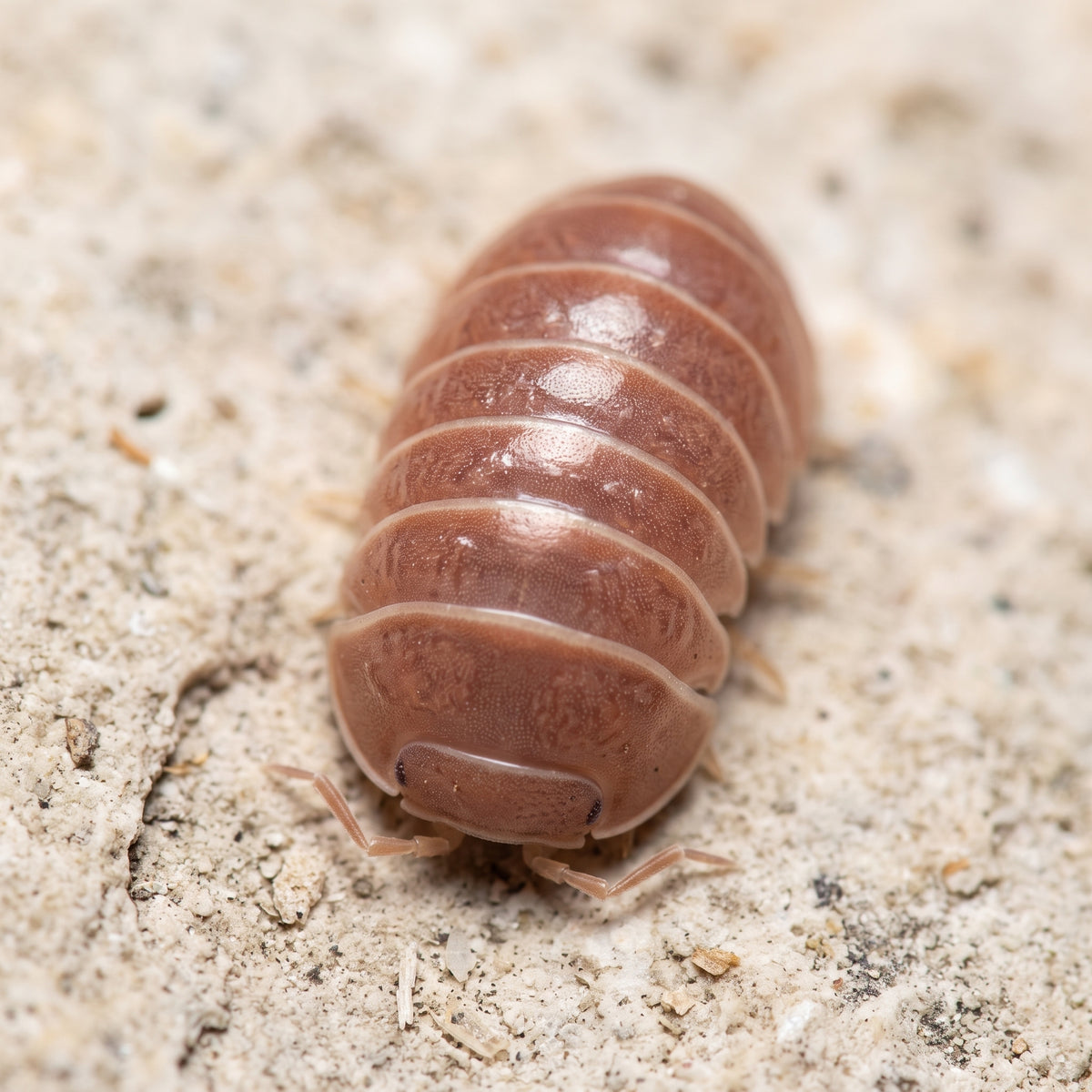 Armadillo officinalis « Red »