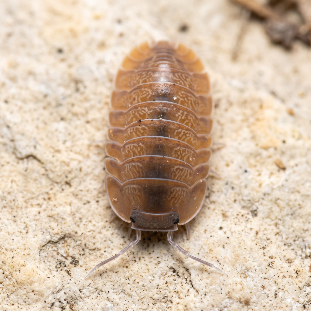 Caribodillo martinicensis