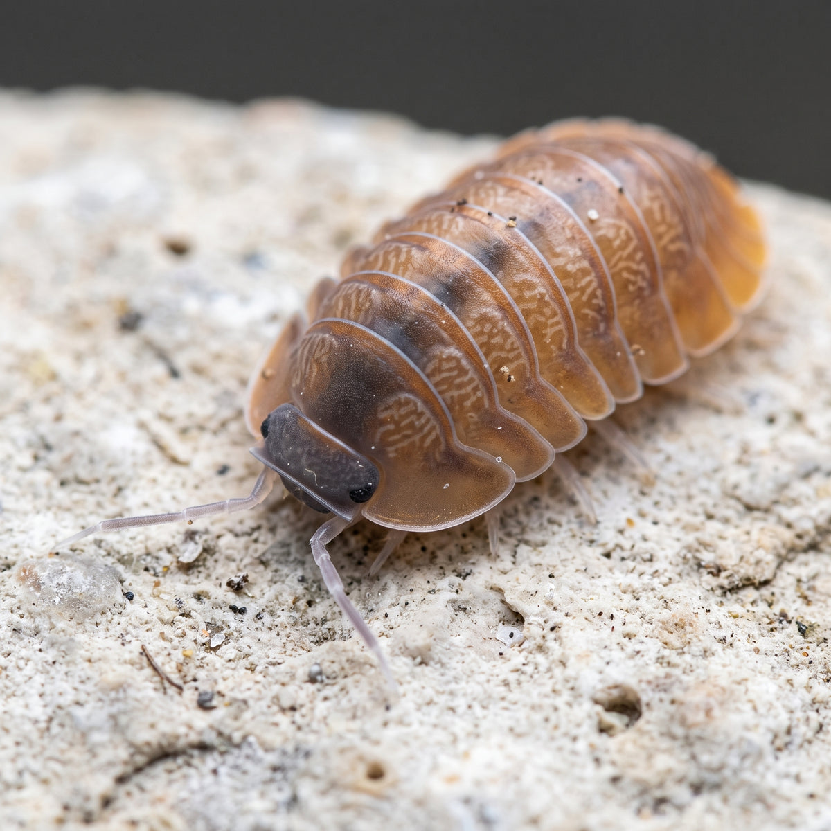 Caribodillo martinicensis