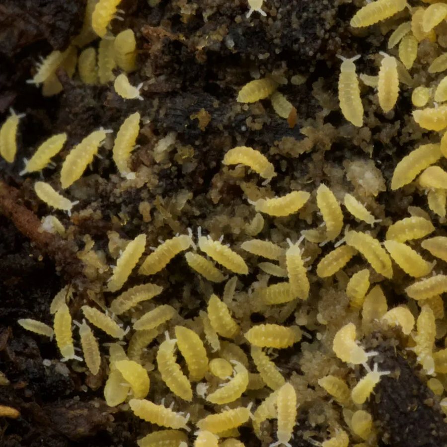 Collemboles « Lilas » (Ceratophysella sp.)