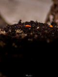 Collemboles rouge-orangé (Bilobella braunerae)