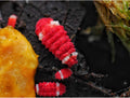 Collemboles « Santa Claus » RFW (Neanuridae sp.)