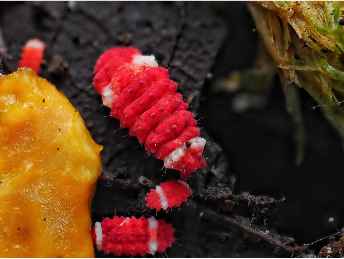 Collemboles « Santa Claus » RFW (Neanuridae sp.)
