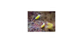 Collemboles « Yellow Albino » (Ceratophysella sp.)