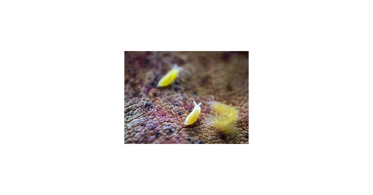 Collemboles « Yellow Albino » (Ceratophysella sp.)