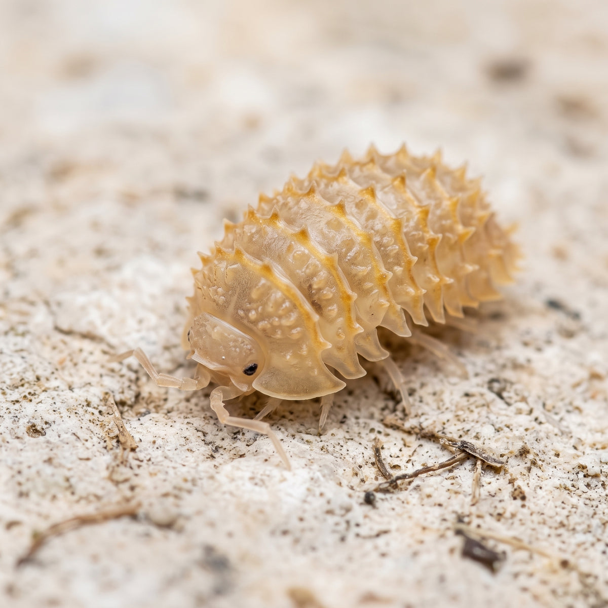 Cristarmadillidium maculatum