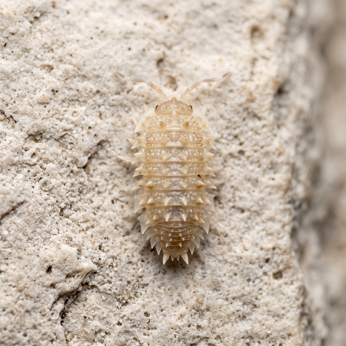 Cristarmadillidium muricatum