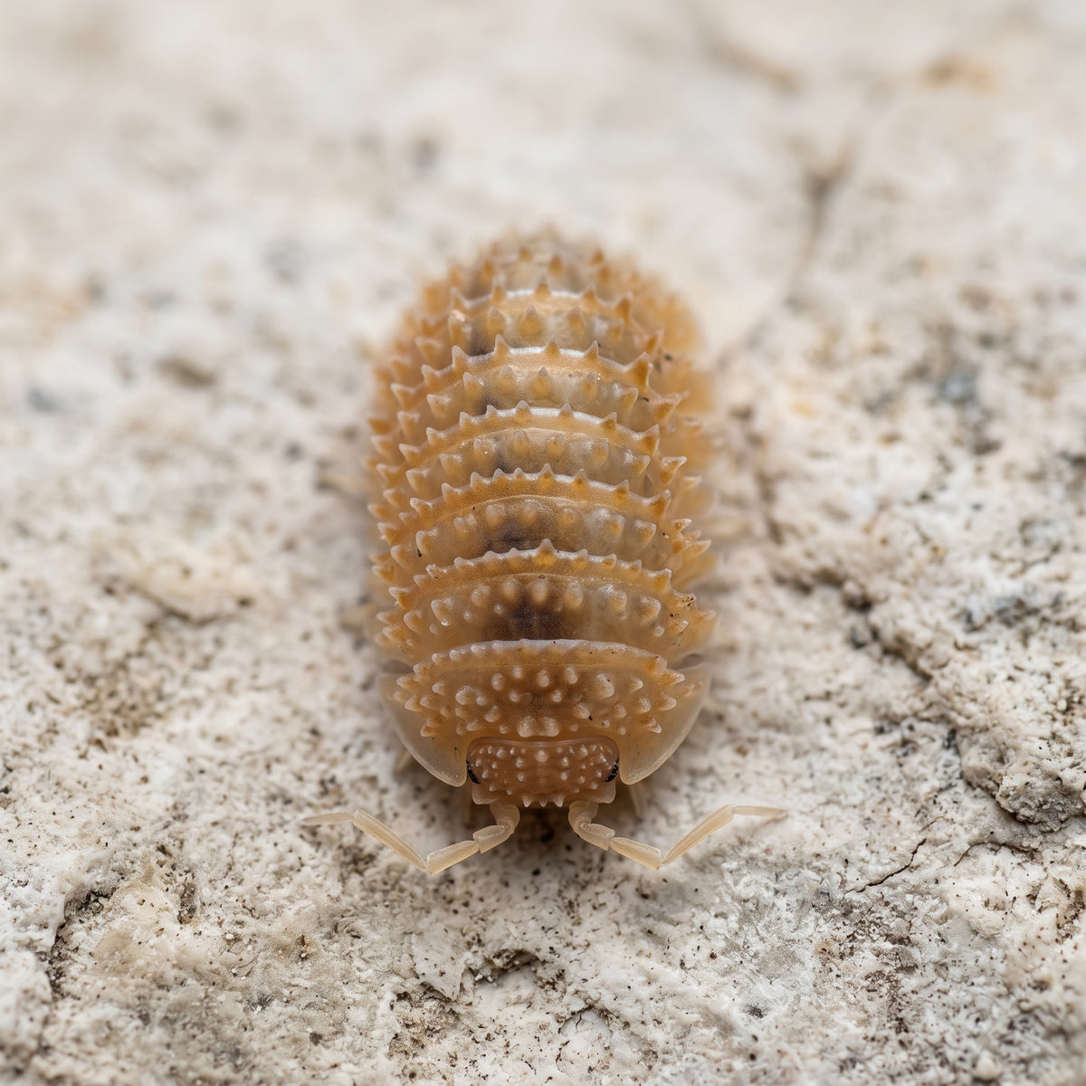 Cristarmadillidium muricatum « Européen »
