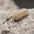 Cristarmadillidium muricatum