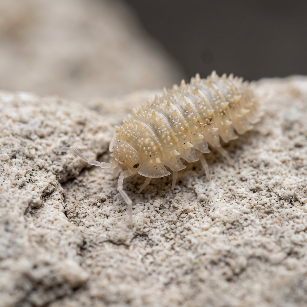 Cristarmadillidium muricatum