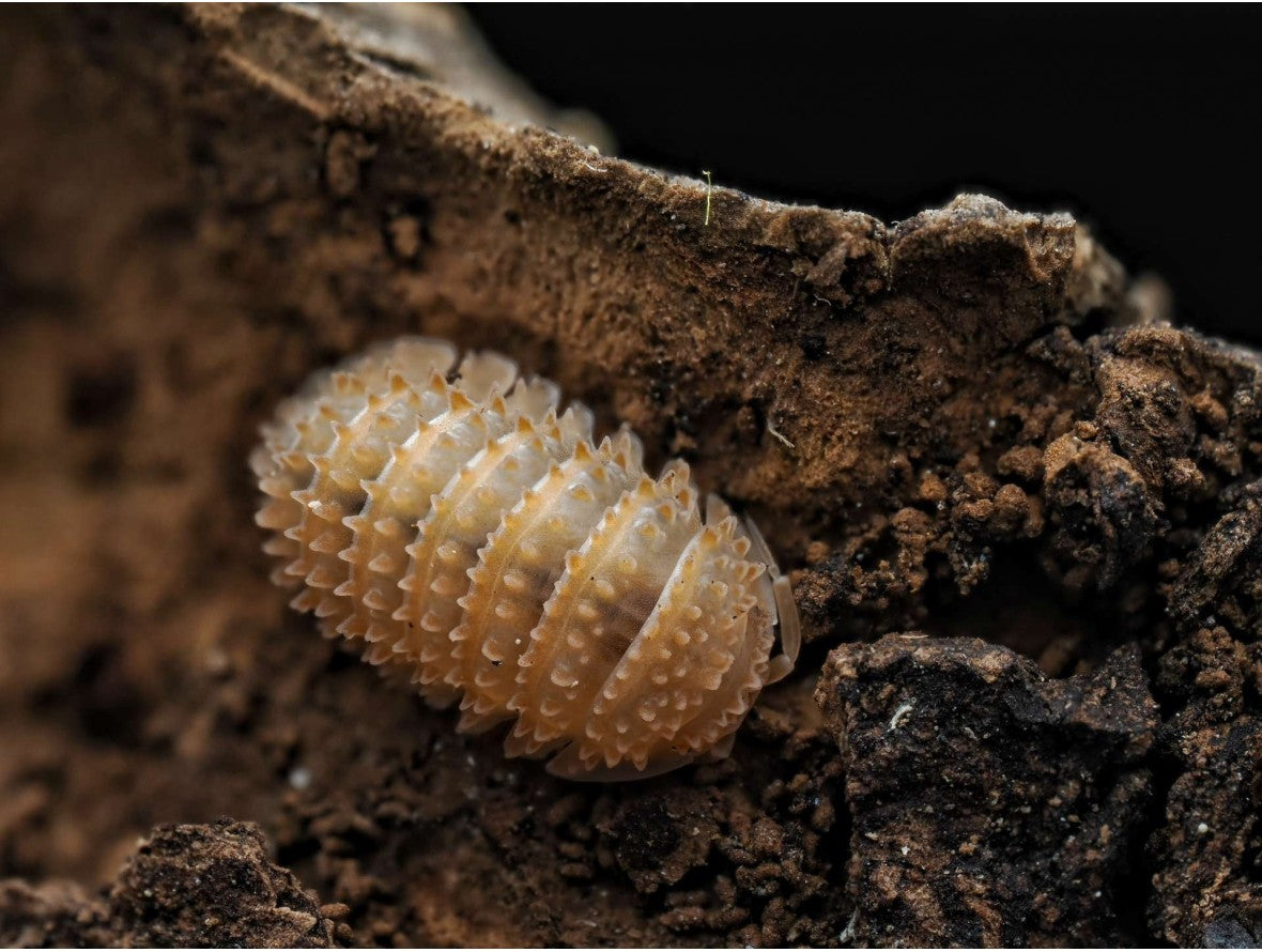 Cristarmadillidium muricatum « Européen »