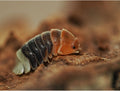 Cubaris sp. « Daxin Tricolor »