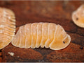 Cubaris sp. « Giant Nguyen Crabby »