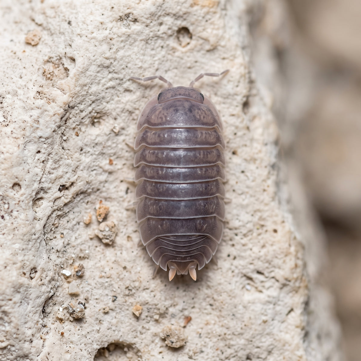 Cubaris murina